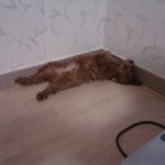 (사진有) 다시 돌아온 나름(?) 토이 공순이