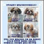 안락사날짜가 얼마<b>남지</b>않은 찡코 아이들입니다 용기를 내주세요