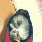 ★제2탄★ 우리집 <b>도도</b>했던 요요의 변신.