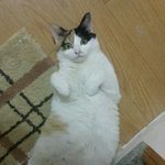 개냥이고순이<b>꼬물</b>이들분양해요~.~