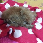 수정 동영상올림★사진★ 우리집 막뚱이 루비♥