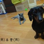 @.@ 우리집 <b>닥스</b>와 러시안블루의 동거를 공개할게요..!! @.@