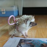 ♥♡♥(사진多多)우리집똥쟁이@우리집깐돌이@돼지가되어가는우리집고돌이♡♥♡