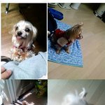 유기견 <b>입양</b> 후 ㅠㅠ