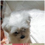 [멍판] 우리 <b>보리</b>를 소개합니다~!