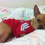강아지 <b>분양</b>합니다.