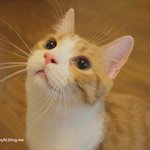 [유봉이네] 【유봉이 앙즈판】오늘은 4.11, 유봉이 앙즈 손잡고...