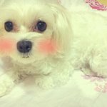 부평/부평5동에서 잃어버린 말티즈(여아) 몽<b>심이</b>를 찾아주세요ㅠㅠ