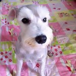 악마견 슈나우져라고? :) 천사표 슈<b>나우</b>져도 있답니다아~