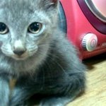 개님2마리 냥<b>이님</b>2마리 와 동거동락2