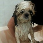 ★☆9kg우량견!!? 시츄의 매력 빠져보실래요?★☆