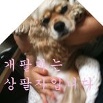 지랄견이란 이런 것이야, 코카의 레전드 '로빈'을 소개합니다! 2탄