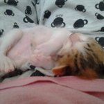 ★★★{사진有]1년된 우리가족 고양이★★★