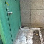 야생 비둘기인지??? 뭔지 <b>새</b> <b>새끼</b>  ㅜㅜ 길에 떨어져있는데..