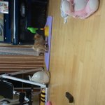 ★유기견을보호하고 있어요 꼭봐주세요★