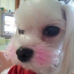 <b>차도</b>녀디올디올~ 우리 디올이와 바비 !!!!!