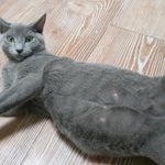 개님2마리 냥<b>이님</b>2마리와 동거동락 3