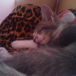 캐나다<b>야옹</b>이 귀요미참치를 소개해요 ~