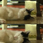 뇌성마비 길냥이 '<b>미래</b>'의 이야기 [2화]
