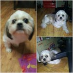 ★★(사진有)부산 서면 쥬디스태화 뒤 <b>엔젤</b>호텔 앞 강아지 분실