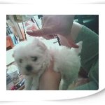 이젠 9살된 우리 <b>뽀삐</b>와 사랑이 의 기막힌 동거 이야기