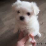 [사진 있기? 없기?] 뽀얗고 고집 센 우리 집 코코