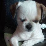 시<b>츄</b>(여아) 주인을 찾습니다.!!!!!!!!!!!!!!!!!!!...