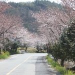 벚꽃을아시나요??