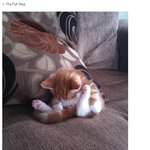 [귀<b>염주</b>의] 고양이들이 자는 자세 25가지