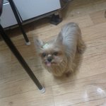 이쁜 요크셔테리어★ 여자의 변신은 <b>무죄</b>? 개의 변신은 <b>무죄</b>!!!