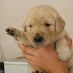 **리트리버 <b>쿠마</b>&amp;셔틀랜드 쉽독 로모 성장기!!!!