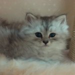 2월20일생 고냥이6남매 세번째...