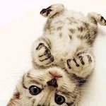 독거<b>남</b>.. 새끼 고양이 동거 3개월차..