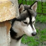 강아지 <b>사료</b>를 그루폰에서 사려고하는데욤