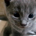 개님2마리 냥<b>이님</b>2마리와 동거동락4