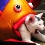 귀여운 <b>표정</b>의 고양이 모음