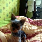 ★사진有느님))자네들 지랄견 요크셔테리어를 아는가?