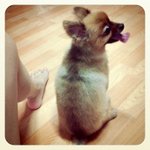 ★스압주의★ <b>포메</b>의 털 기르는 과정~ :) (1탄)