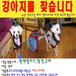 대전서구<b>변동</b>-흰색말티즈암컷2살 찾아주세요~