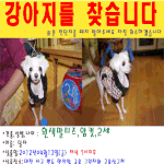 대전서구<b>변동</b>-흰색말티즈2살암컷 찾아주세요..