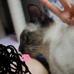 루이 왕세자만큼 멋진 귀여운 샴고양이 루이~