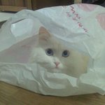 사진+동영상//명품모녀 <b>코코샤넬</b>