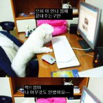 당신이 없는 <b>사이</b> 강아지들은....