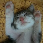 냥이판/사진有/멘붕종결자 쌀%<b>보리</b>%부엉