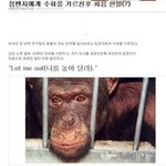 (눈물뙇)침팬치에게 <b>수화</b> 가르친후....