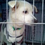 이태원역에서 유기<b>견들</b>을 분양해주세요