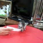 우리집 냥이 누리를 소개해요 ^^