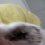 우리집 강이지 귀에 문제가 생겻어요ㅠㅠ