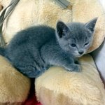 1탄 (고양이판 사진有) 러시안블루와 동거중 ~