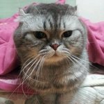 춘<b>봉</b>이라는 이름의 고양이.